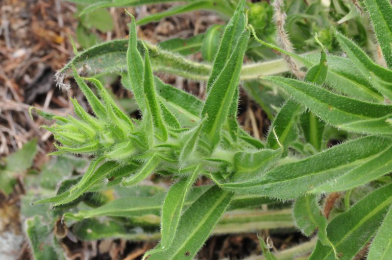 Echium italicum